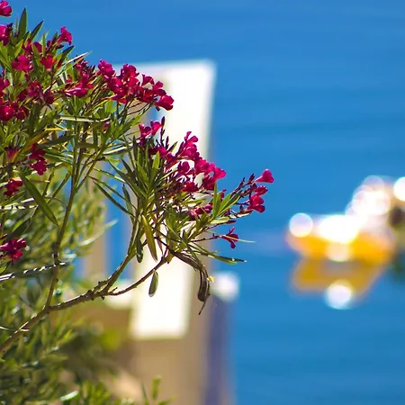 Jasmin *